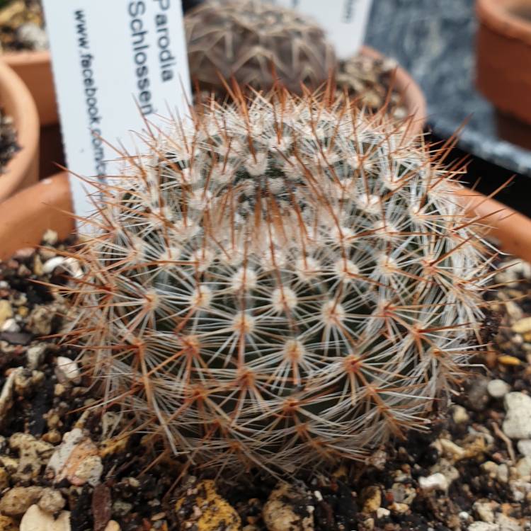 Plant image Parodia Schlosseri 