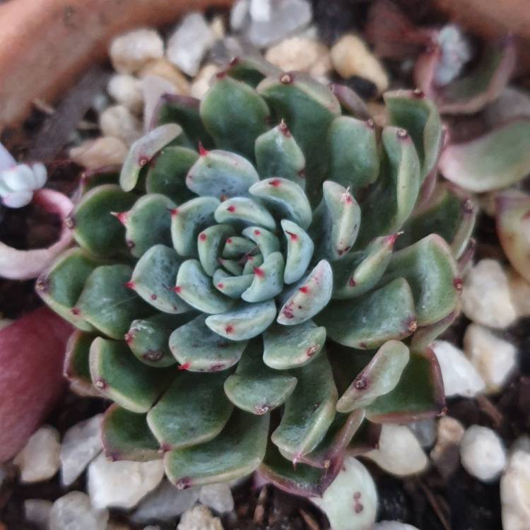 Plant image Echeveria Minima x Cuspidata var. Zaragozae