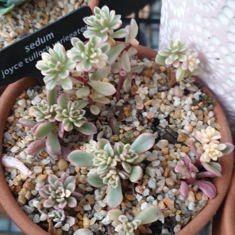 plant image 1513471