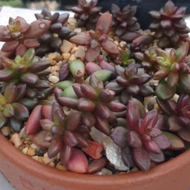 xSedeveria Jet Beads