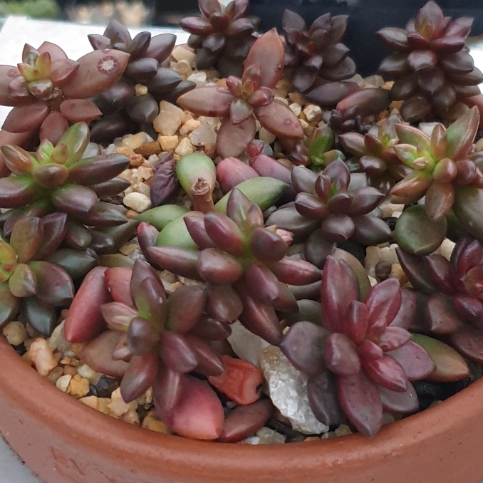 plant image 1513472 plant image 1513472