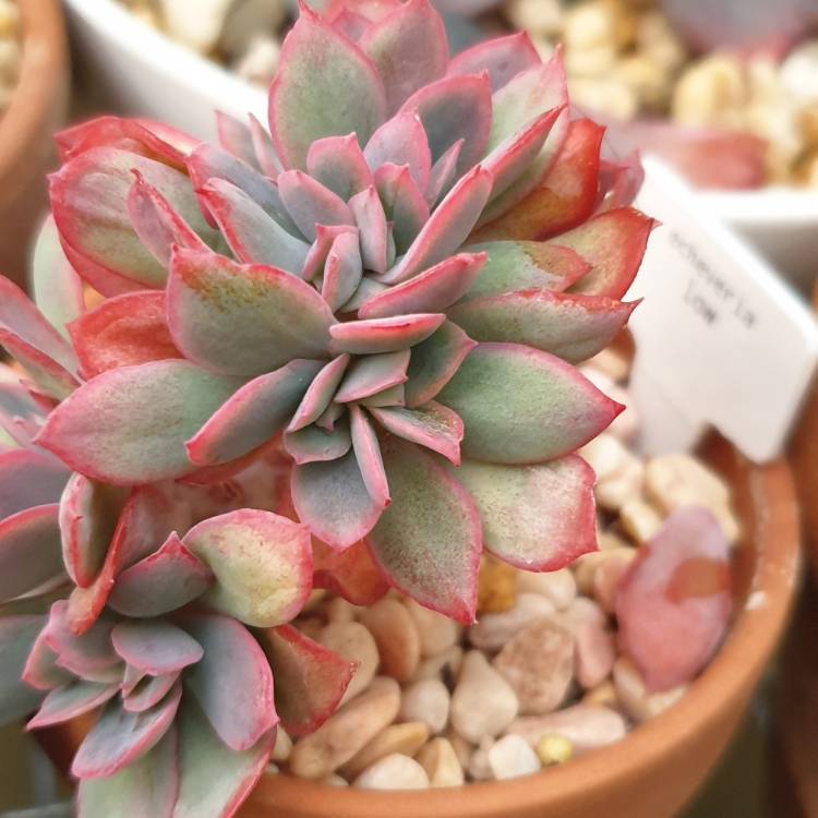 plant image 1513556