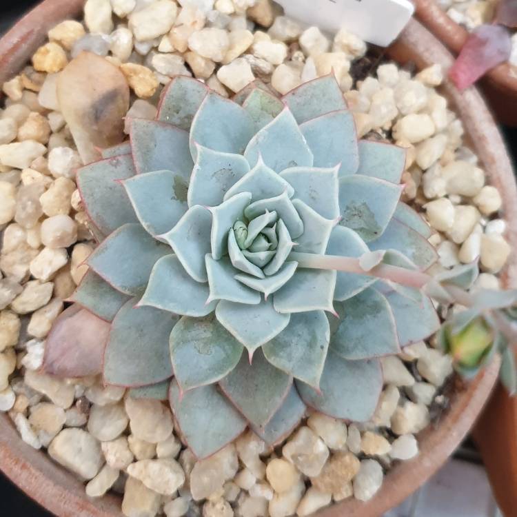 plant image 1513558