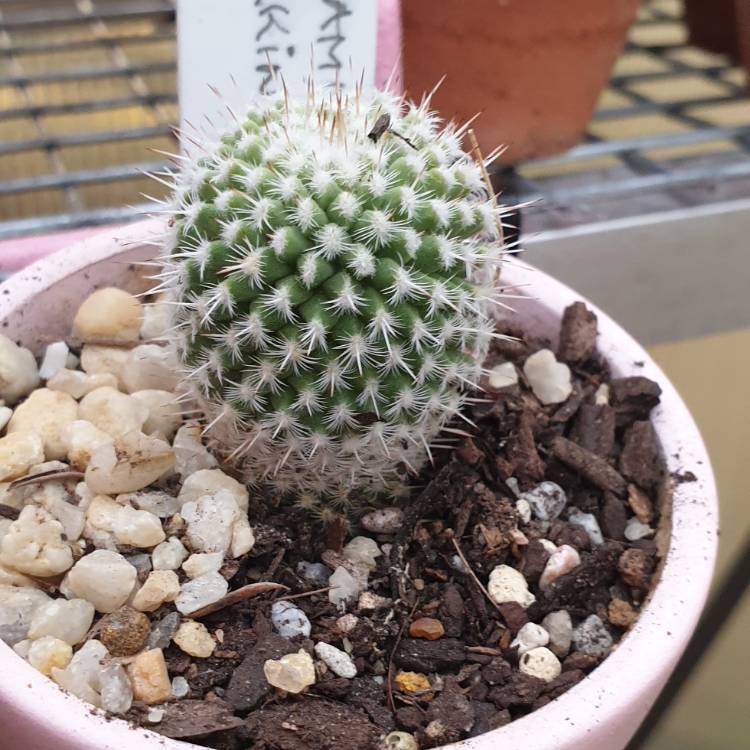 Plant image Mammillaria parkinsonii