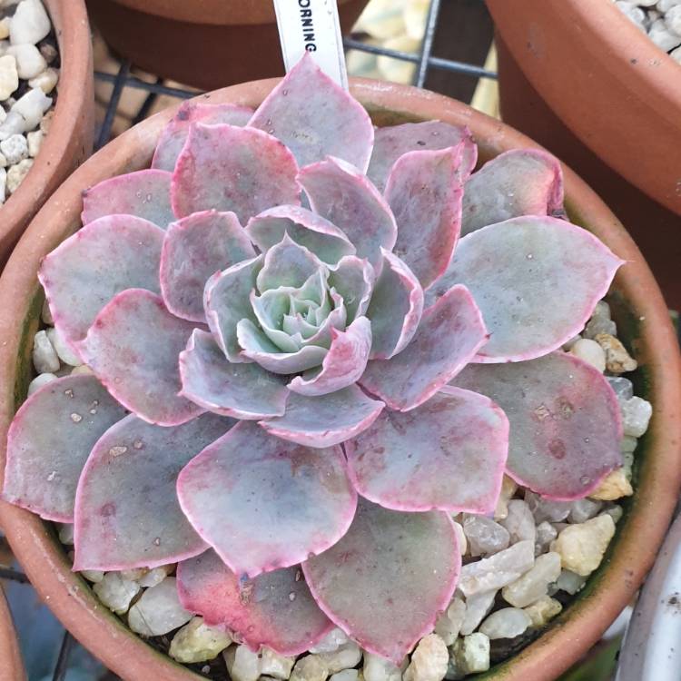 Plant image Echeveria Morning Light