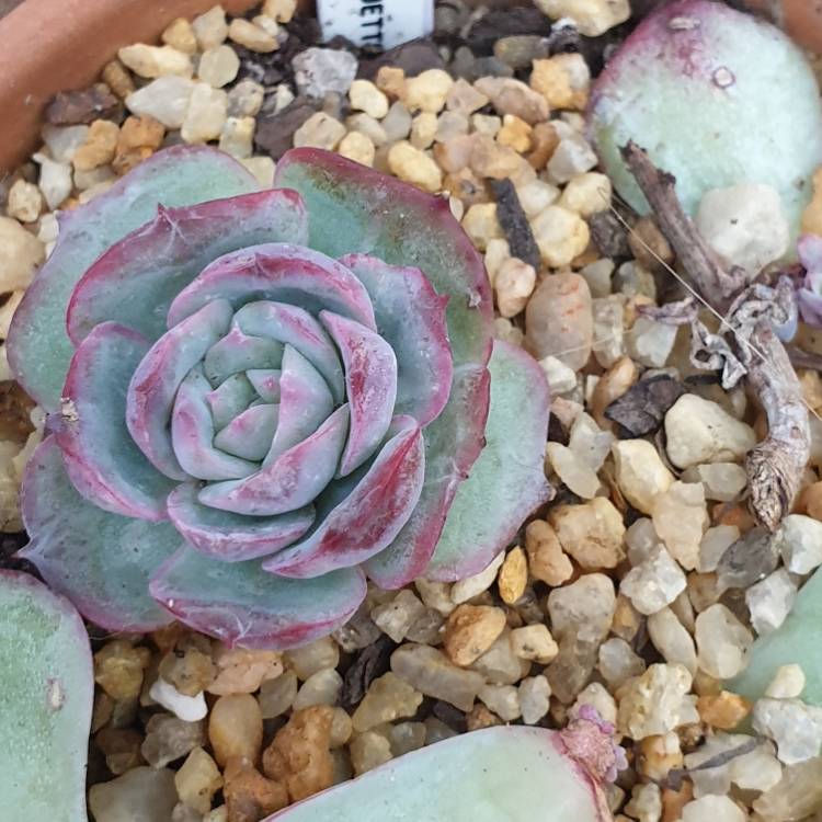 Plant image Echeveria Silhouette