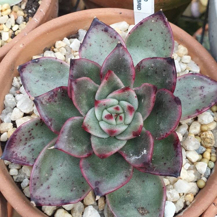 Plant image Echeveria Romeo Rubin Hybrid 