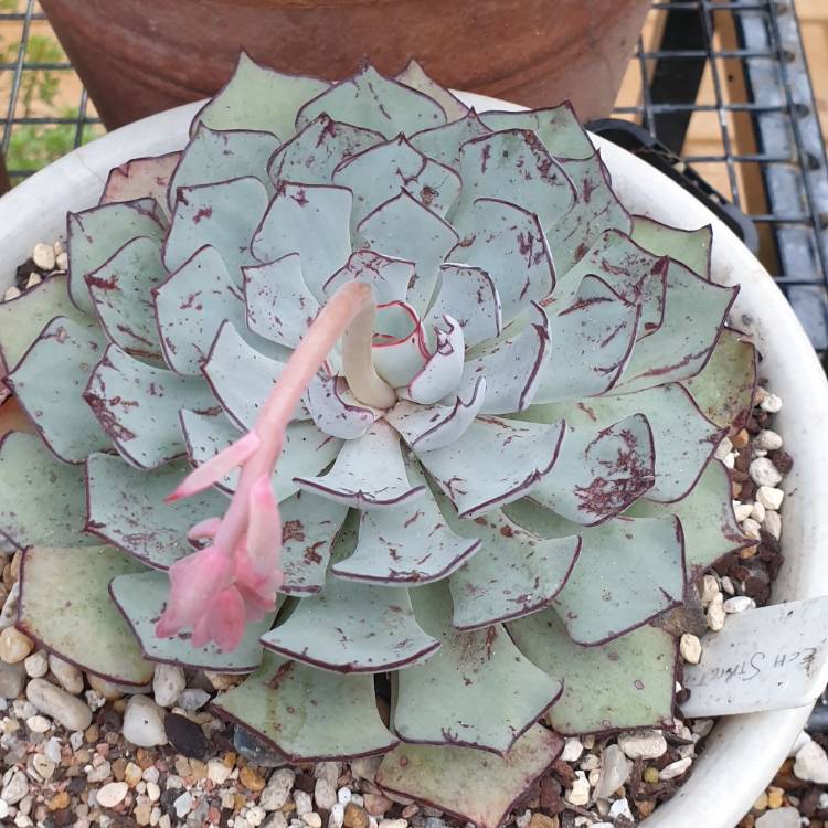 plant image 1515184