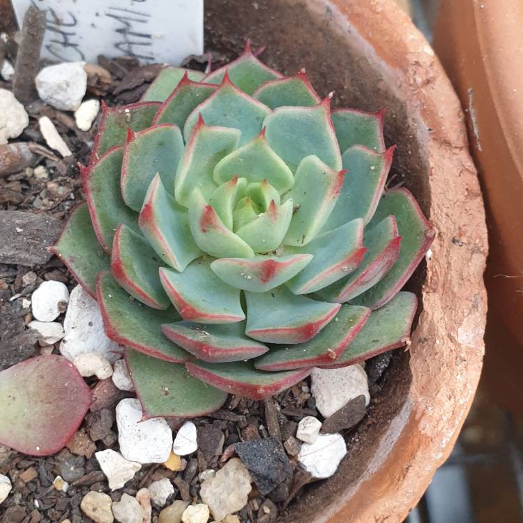 plant image 1515185