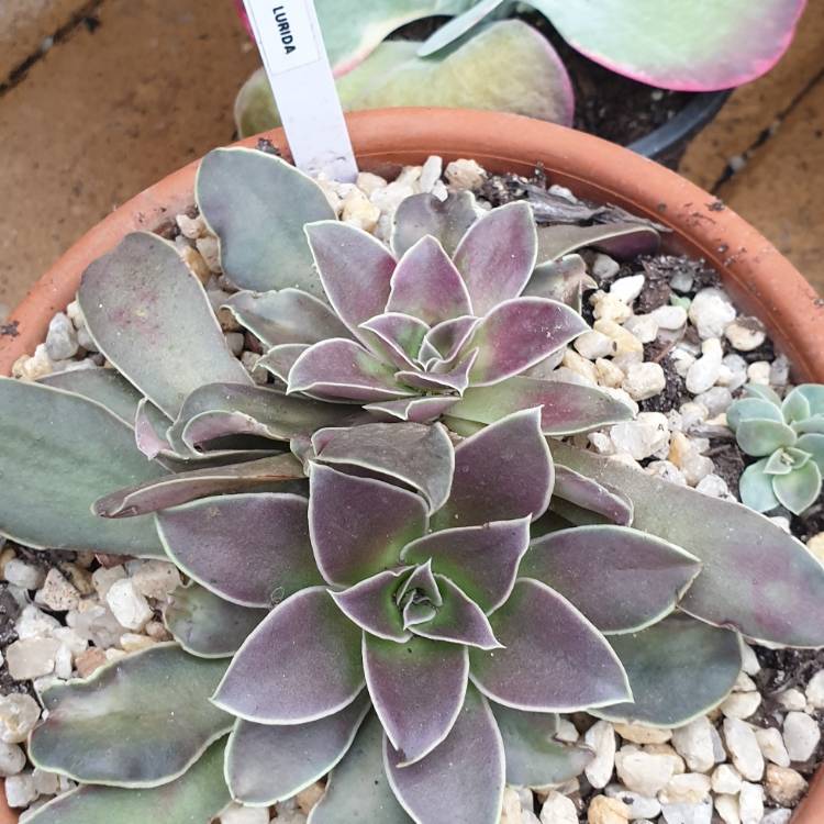 plant image 1515186