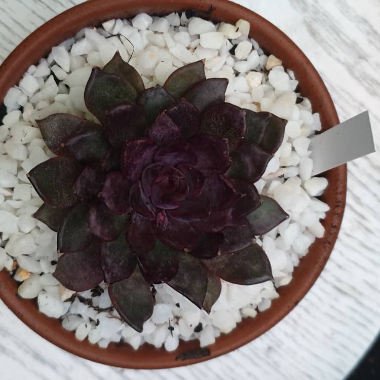 Plant image Echeveria Nightfall