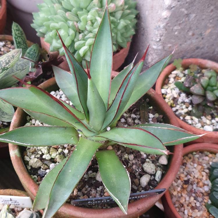 Plant image Agave Burnt Burgundy