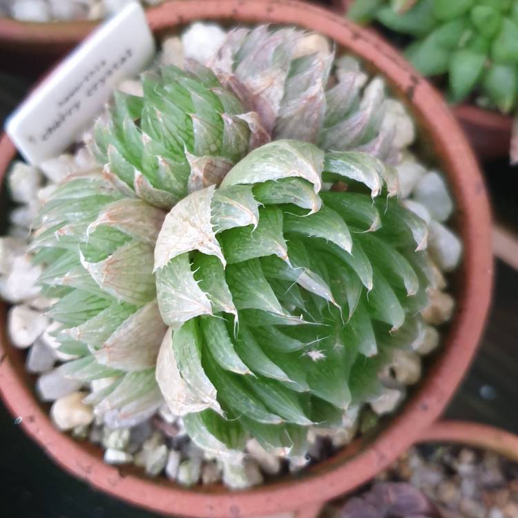 Plant image Haworthia Cherry Crystal