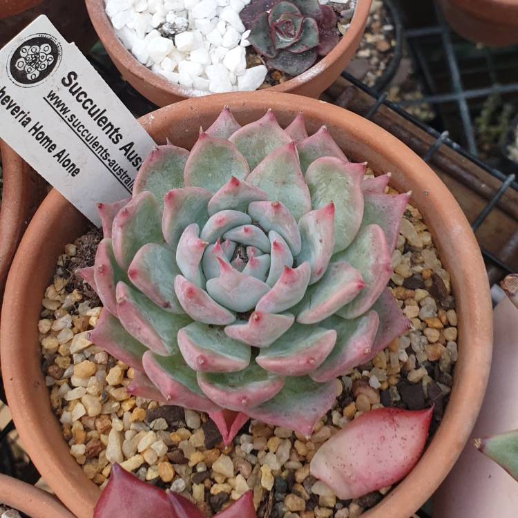 Plant image Echeveria Home Alone
