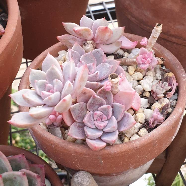 Plant image Echeveria Rose Queen