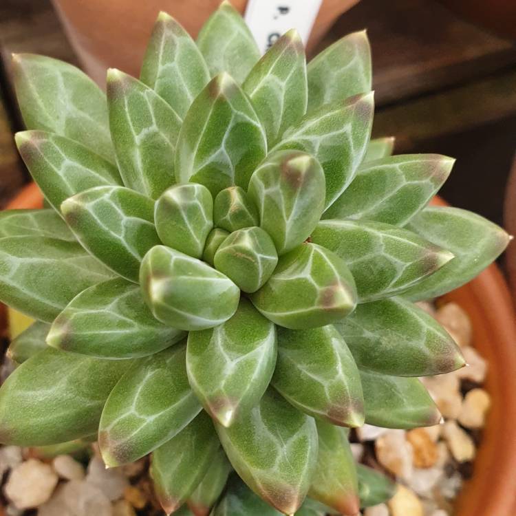 Plant image Pachyphytum Chiseled Stones