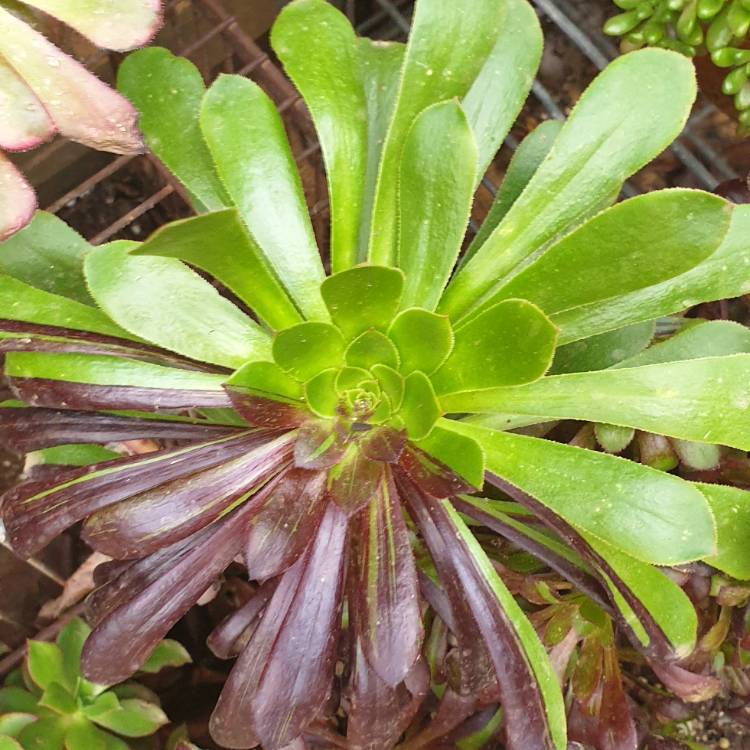 plant image 1516881