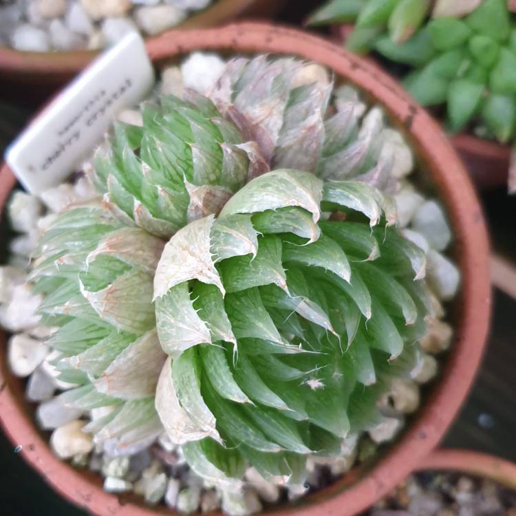 plant image 1517748