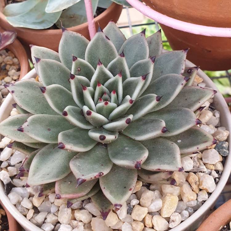 plant image 1517752