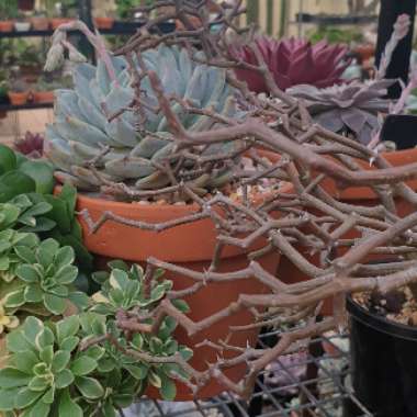 Decarya madagascariensis