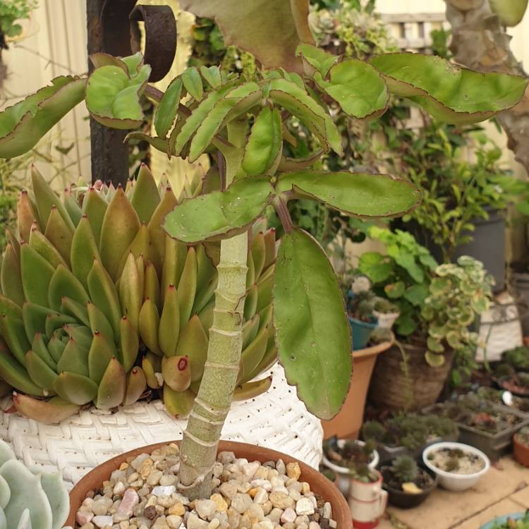 Plant image Kalanchoe prolifera