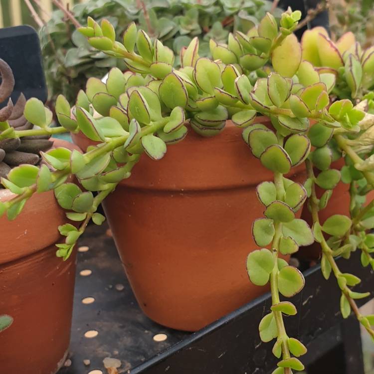 Plant image Kalanchoe Angel Lamp