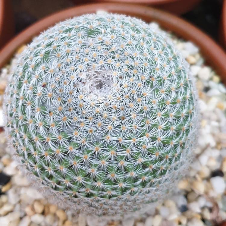 Plant image Mammillaria albilanata