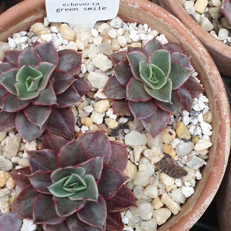 Plant image Echeveria Green Smile