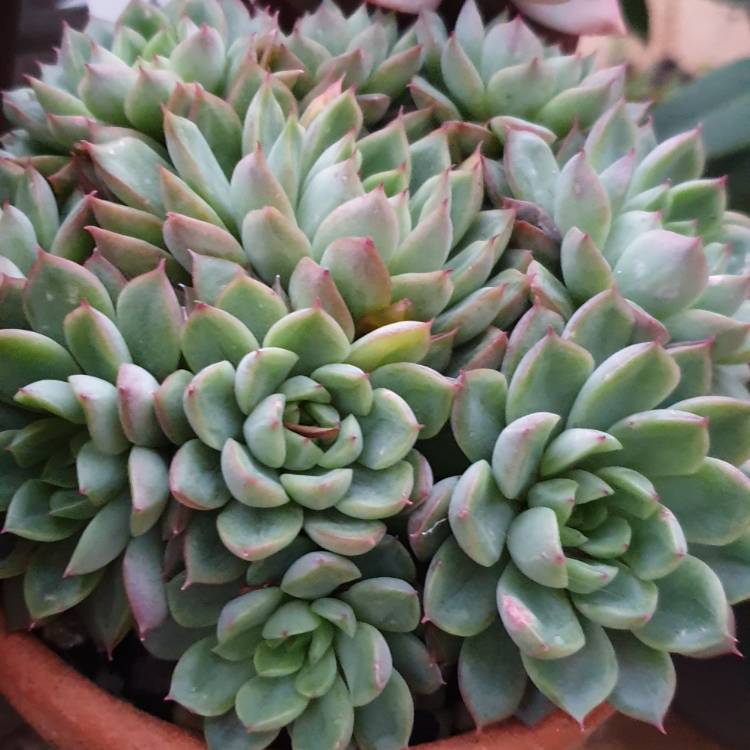 Plant image Echeveria Mebina