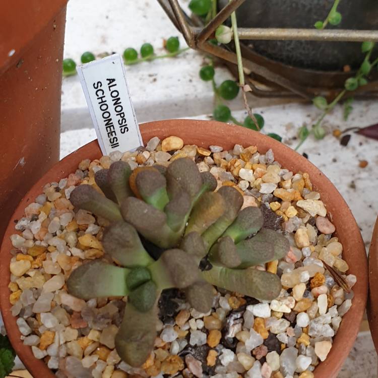 Plant image Aloinopsis schooneesii