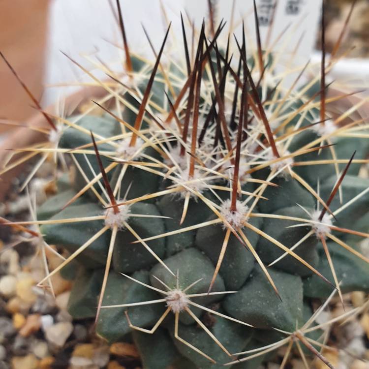 Plant image Mammillaria melanocentra