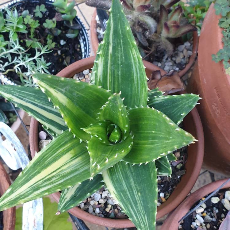 Plant image Aloe nobilis variegata