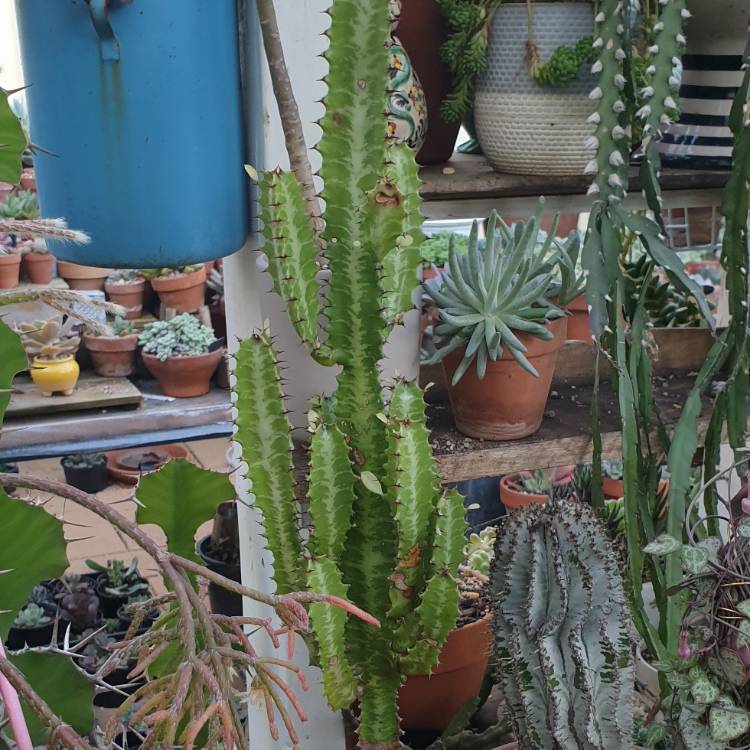 plant image 1519818