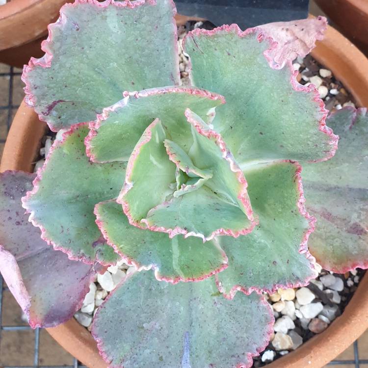 Plant image Echeveria 'Babylon'