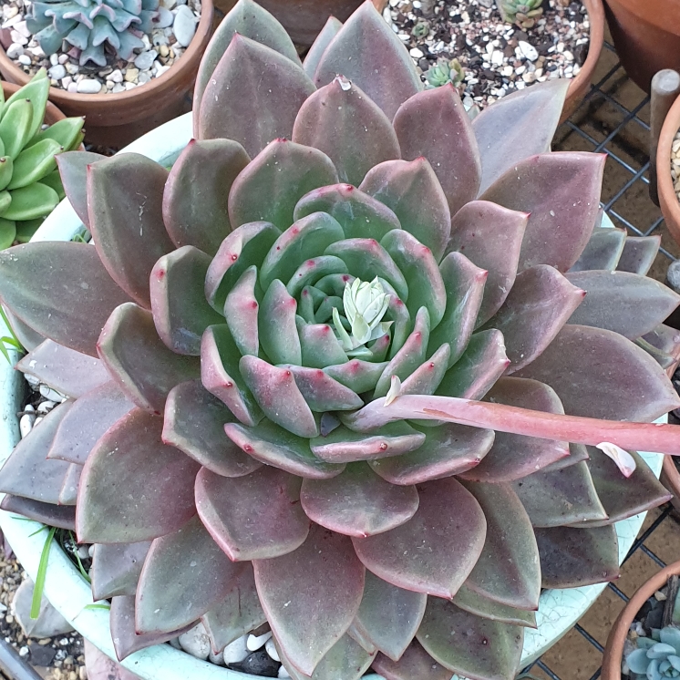 Plant image Echeveria Big O