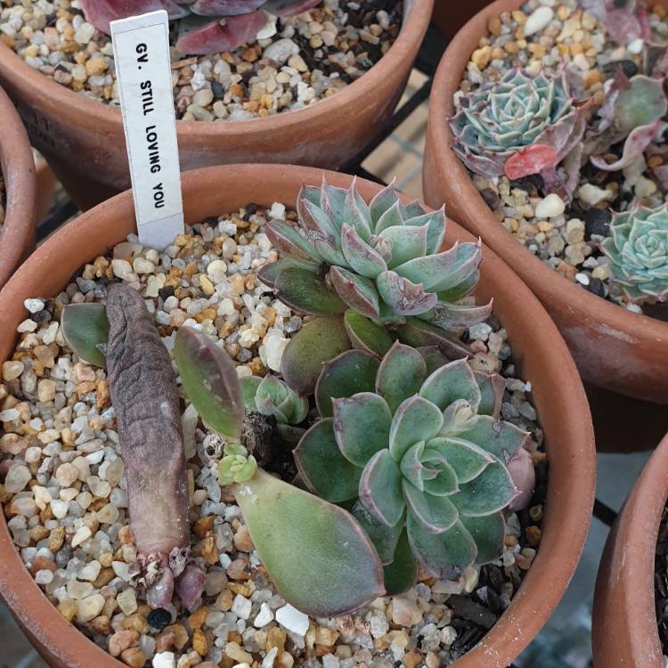Plant image xGraptoveria Still Loving You