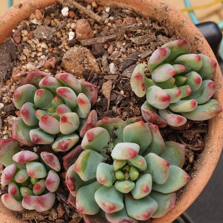 Plant image xSedeveria Blue Elf