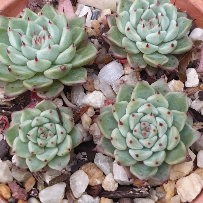 Plant image Echeveria Agavoides Ebony x Cuspidata v. Zaragozae