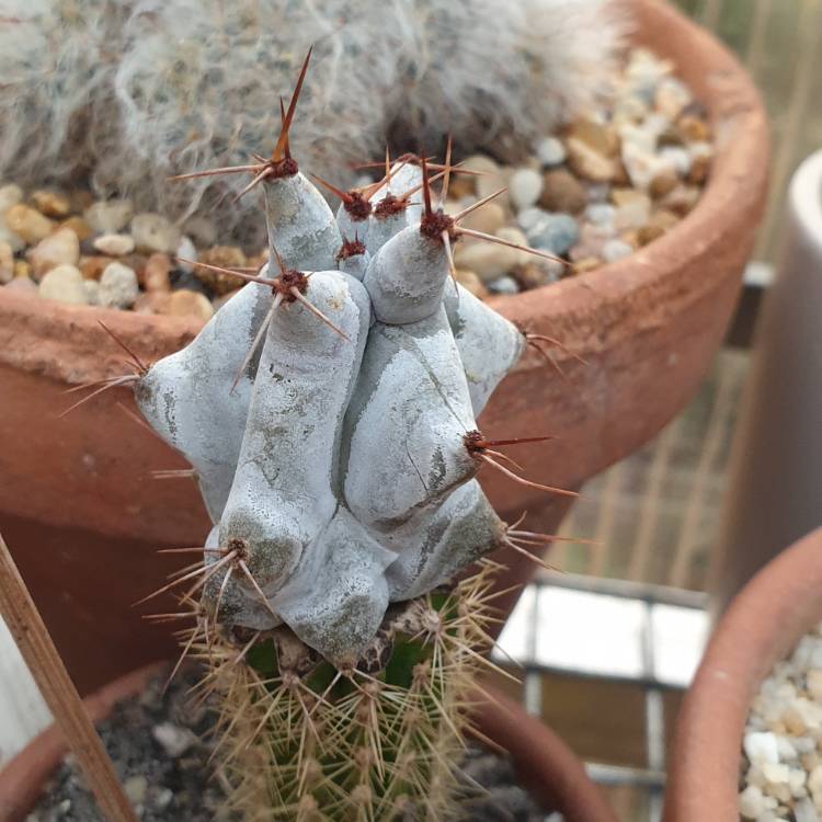 Plant image Stenocereus beneckei