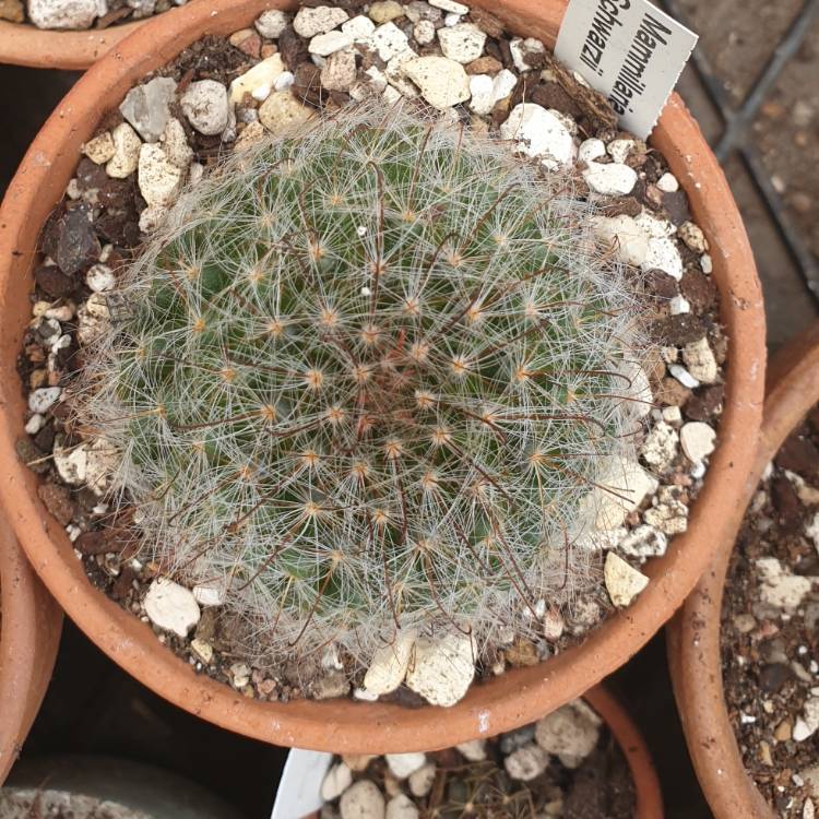 Plant image Mammillaria schwartzii