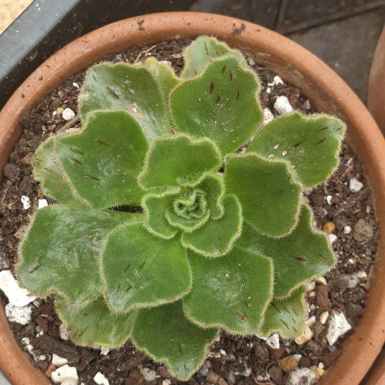 plant image 1521410 plant image 1521410