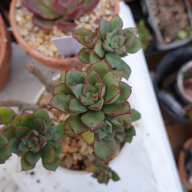 Plant image Echeveria Supia