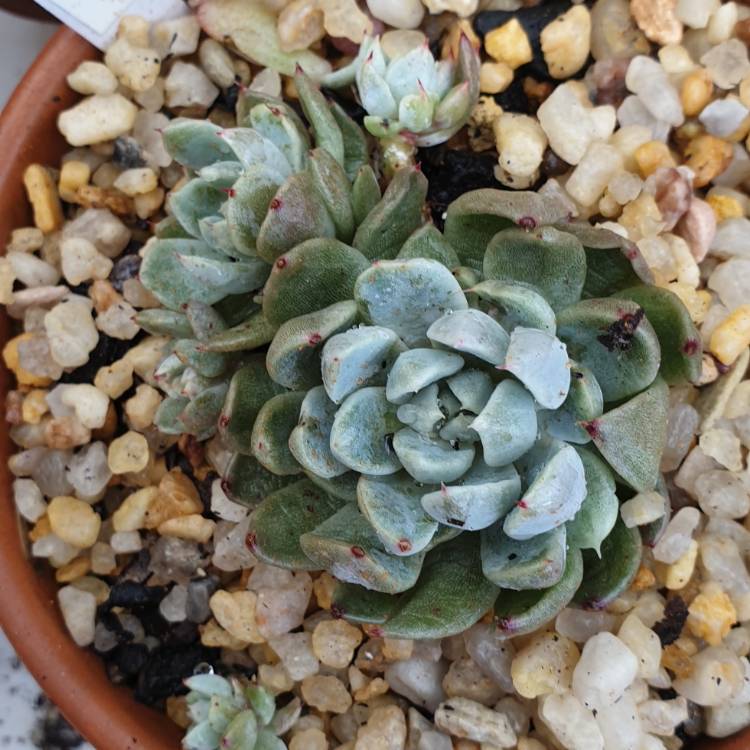 Plant image Echeveria Whiteline