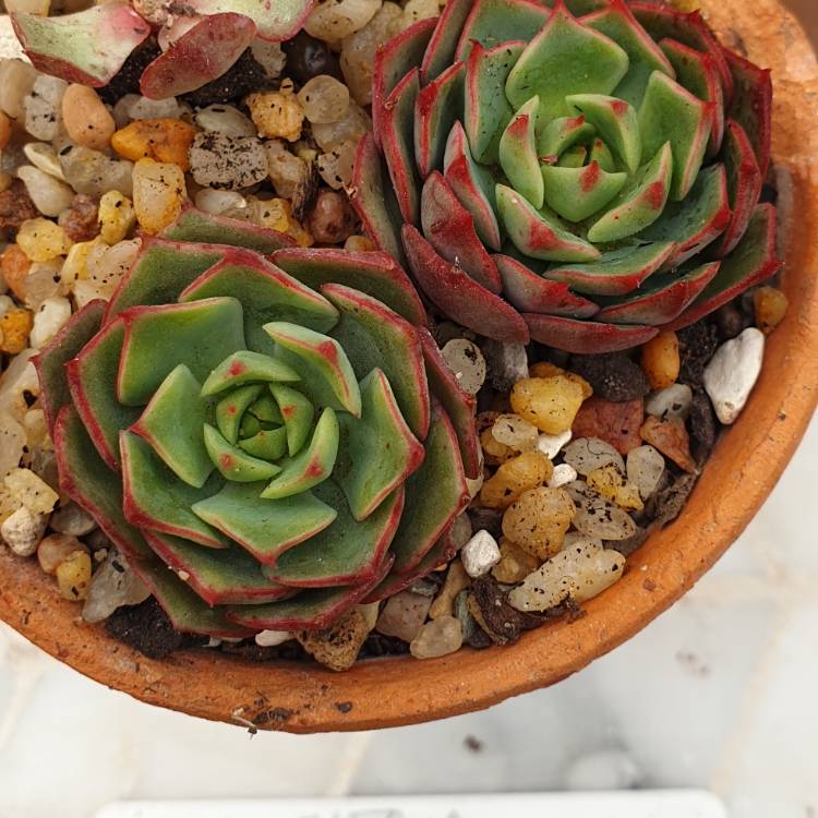 Plant image Echeveria Ramillete