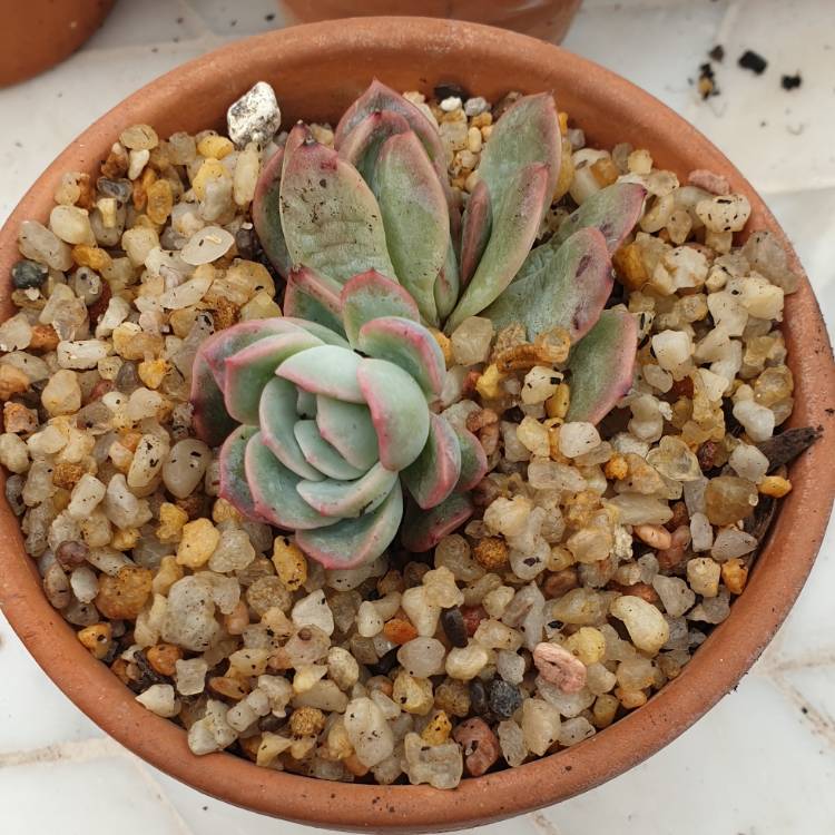Plant image Echeveria Sasa Queen