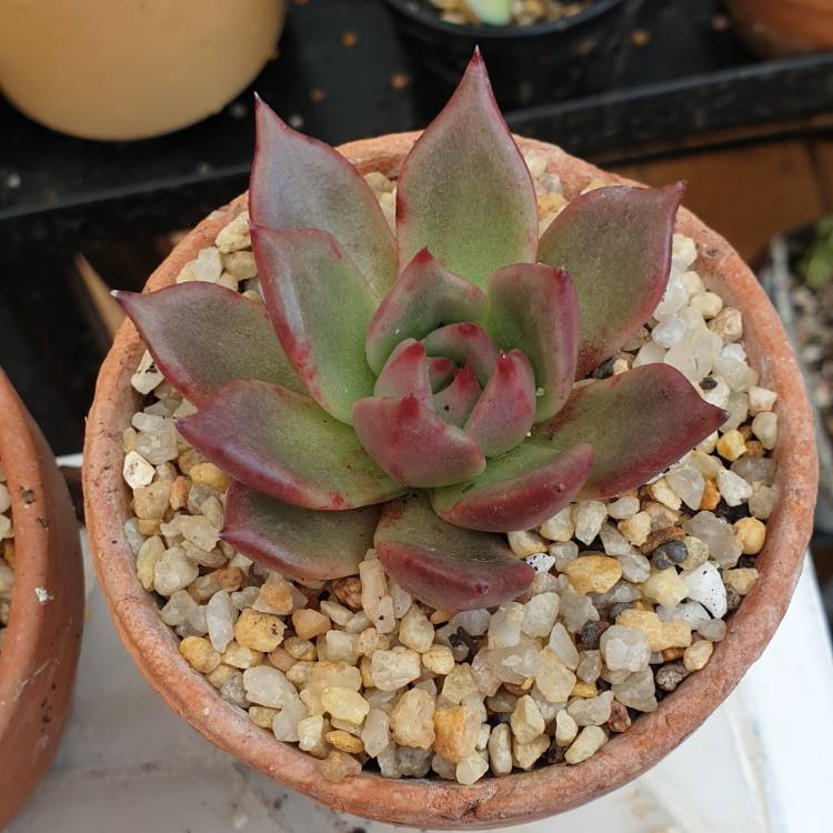 Plant image Echeveria Agavoides Morgain