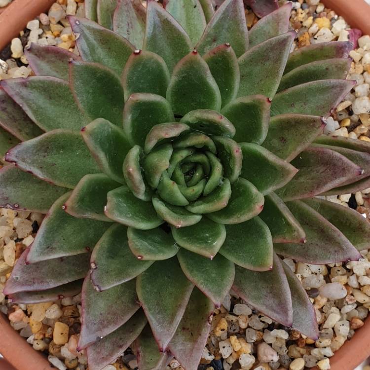 plant image 1525584