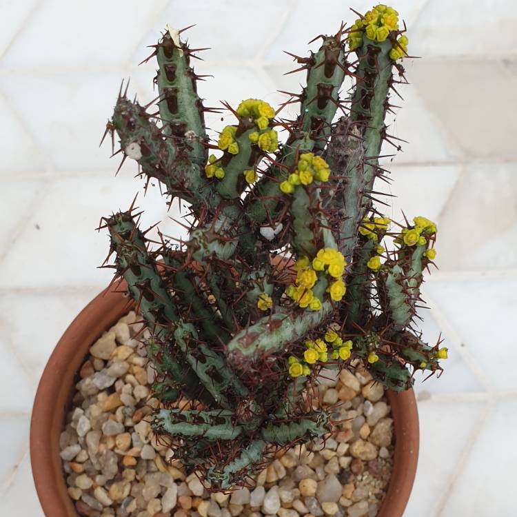 Plant image Euphorbia aeruginosa