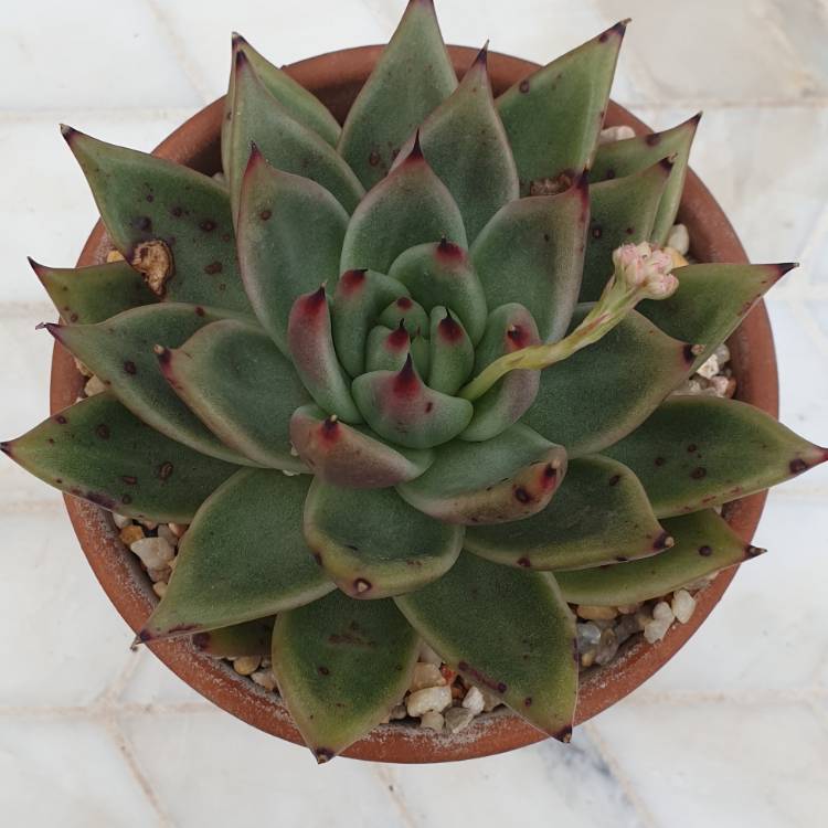Plant image Echeveria Agavoides Ebony Hybrid