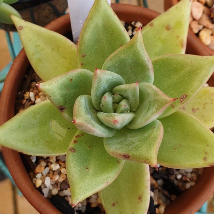 plant image 1526620